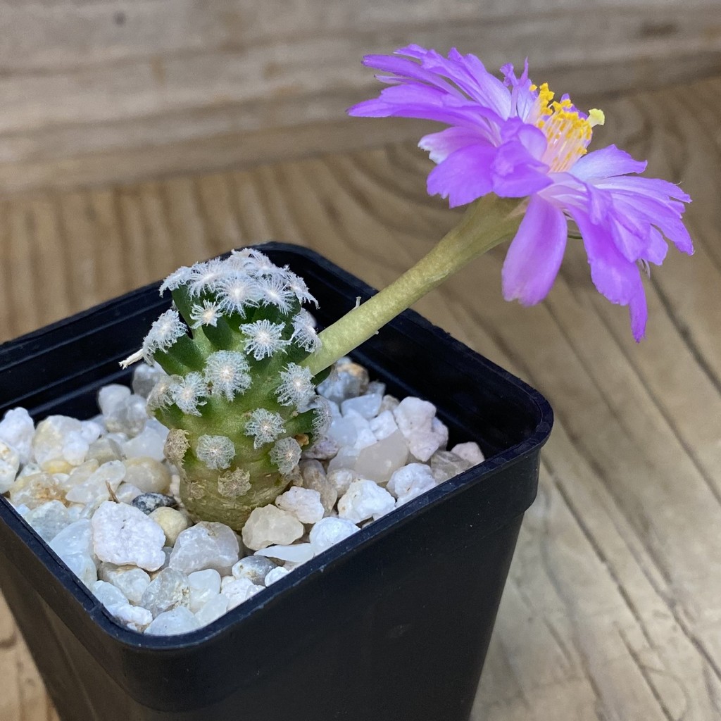 SH37731 Mammillaria theresae v. minima GCG 12504 - Image 2