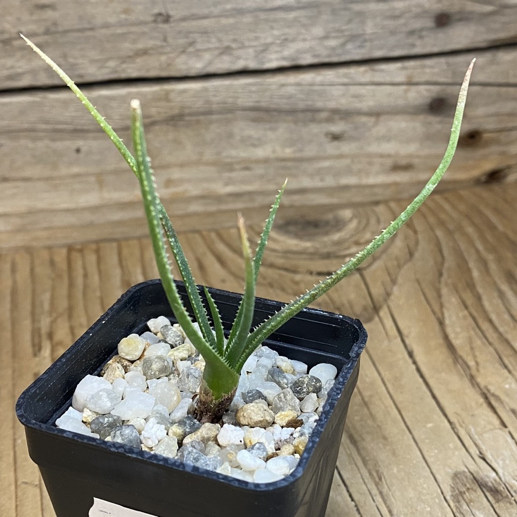 SH37650 Aloe pronkii, seedling - Image 2