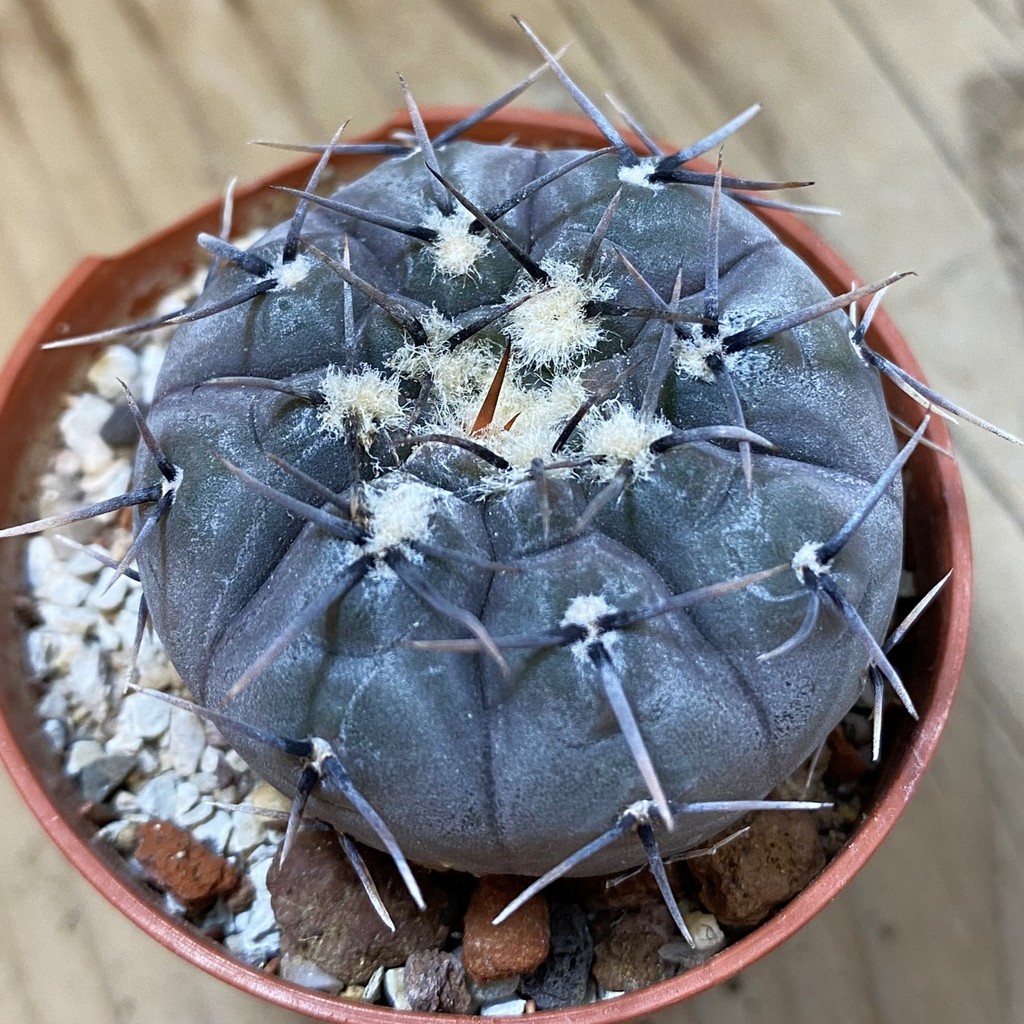 SH37710 Gymnocalycium esperanzae