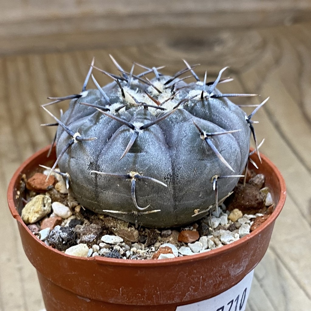 SH37710 Gymnocalycium esperanzae - Image 2