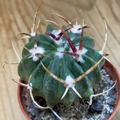 SH37711 Echinofossulocactus coptonogonus