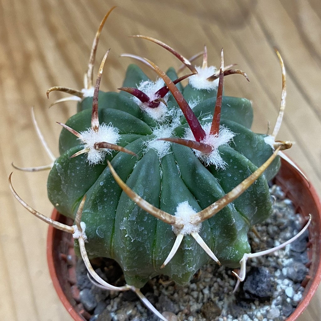 SH37711 Echinofossulocactus coptonogonus