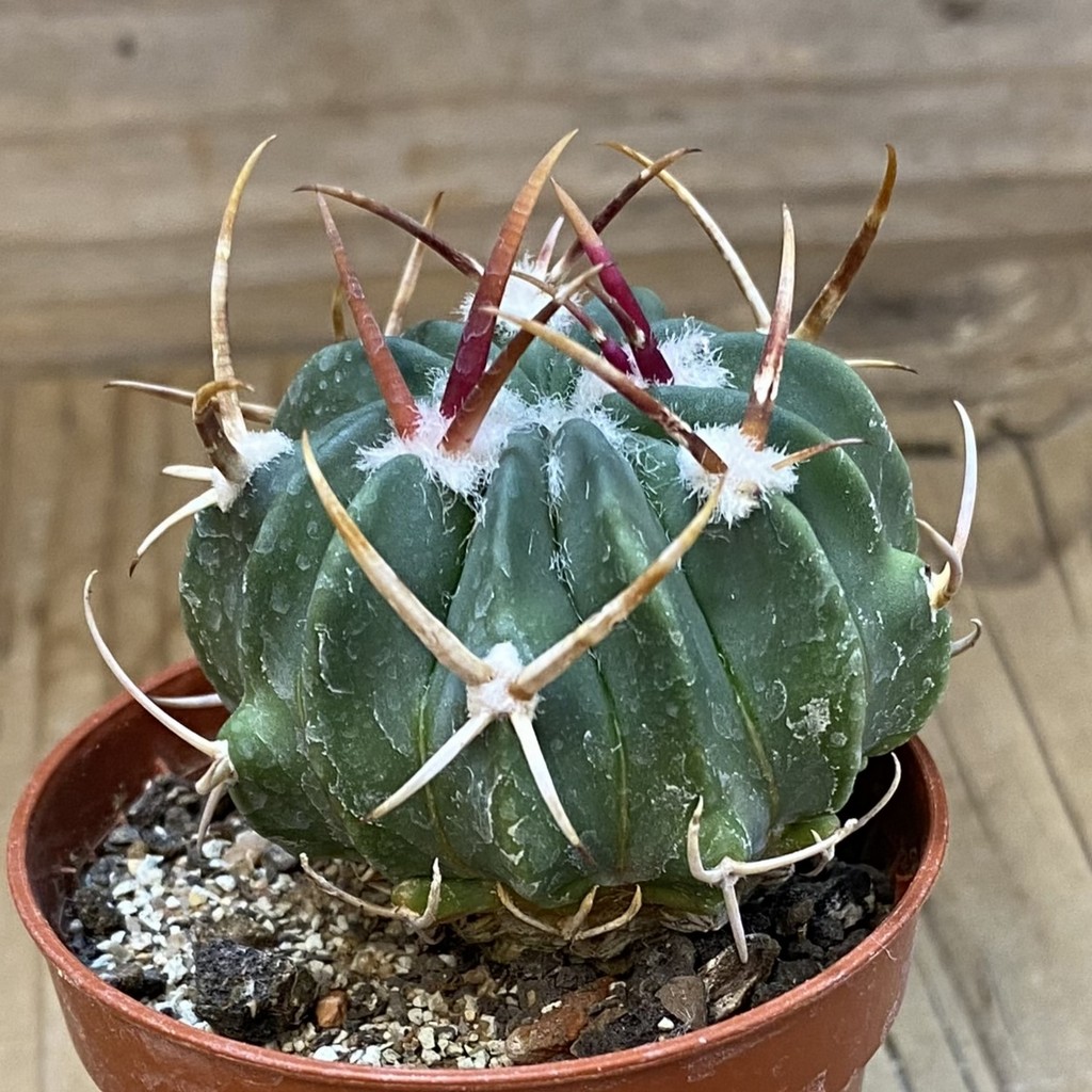 SH37711 Echinofossulocactus coptonogonus - Image 2