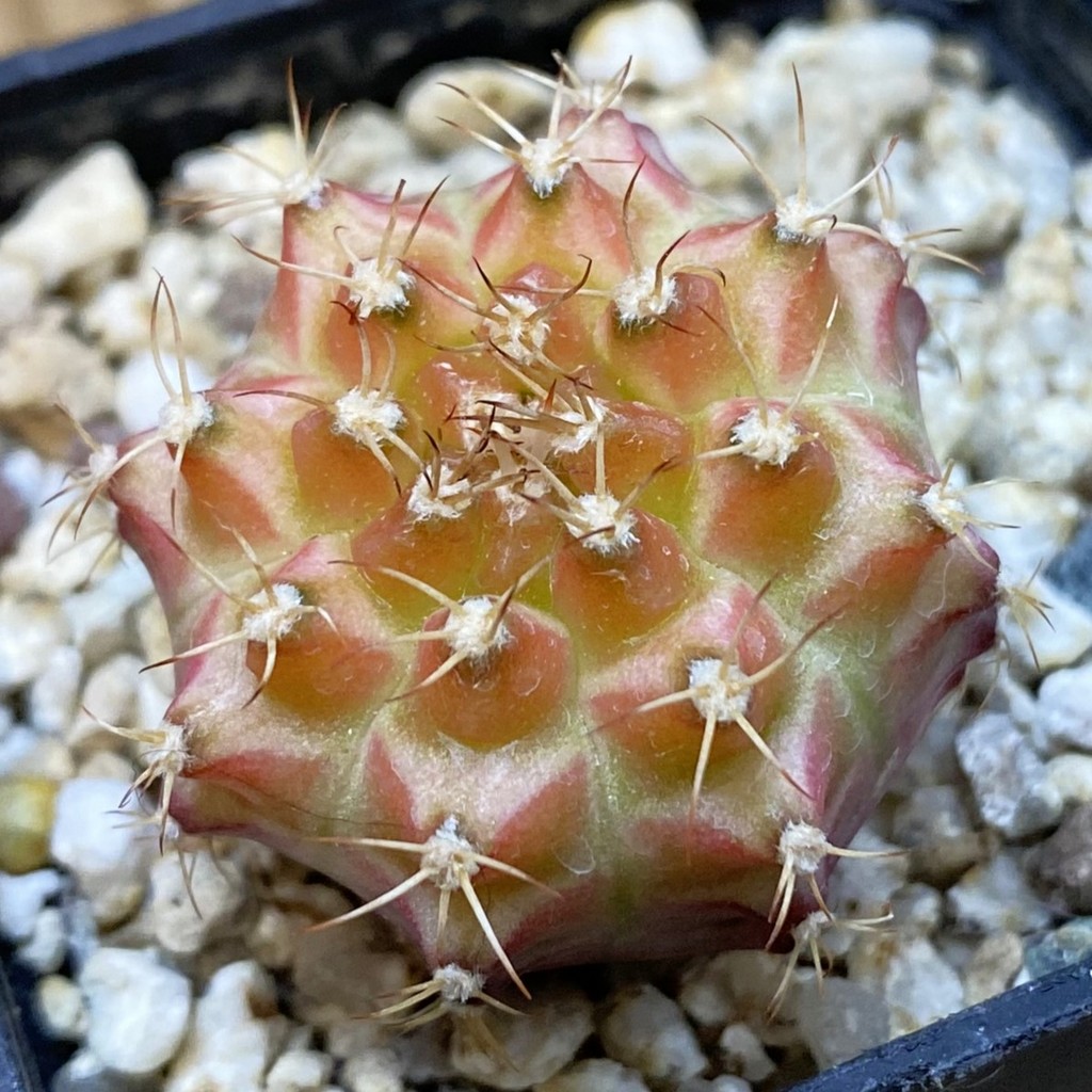SH37713 Gymnocalycium mihanovichii ‘Neon’ hybrid