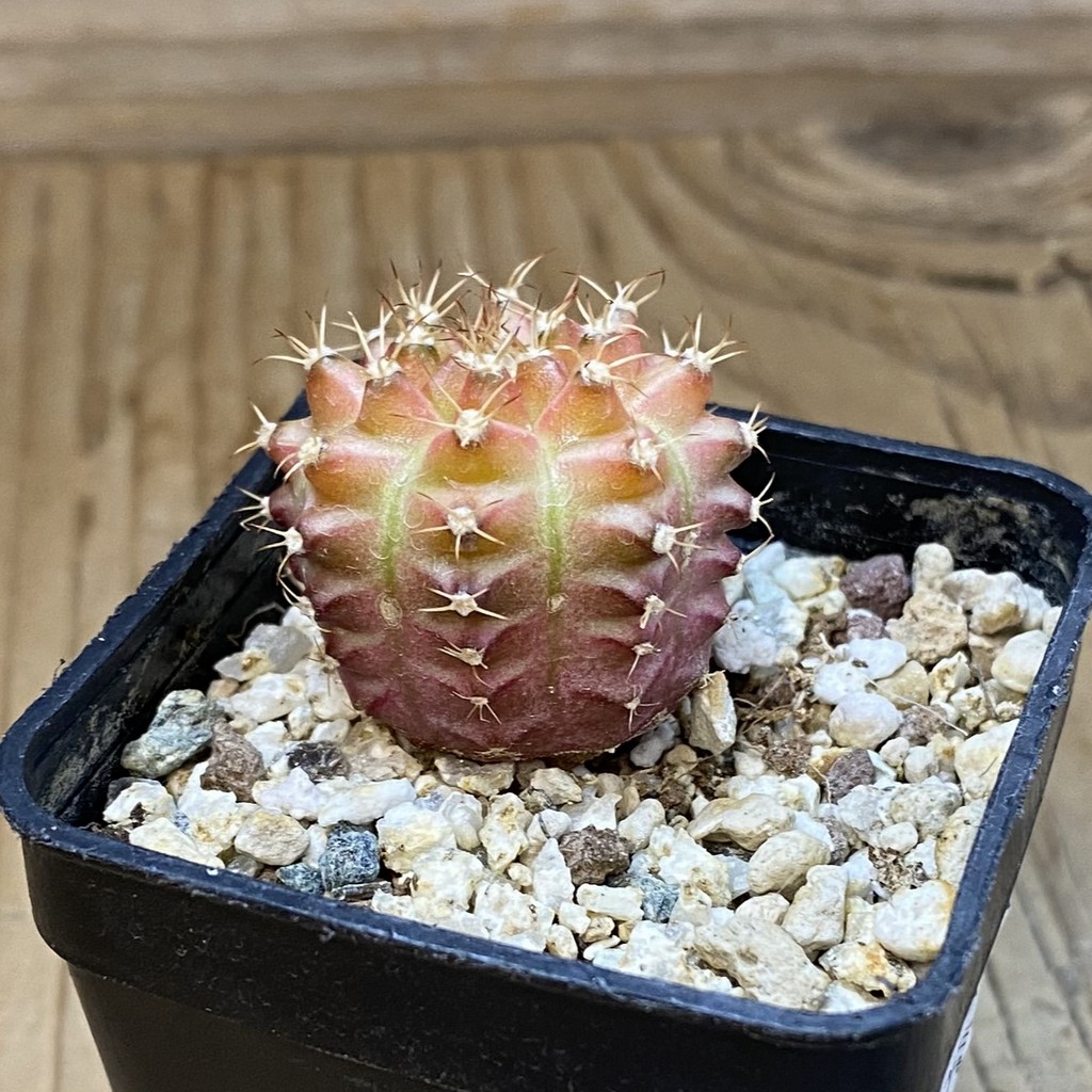SH37713 Gymnocalycium mihanovichii ‘Neon’ hybrid - Image 2