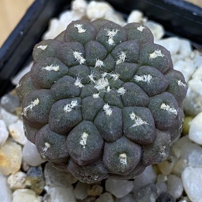 SH37714 Thelocephala napina