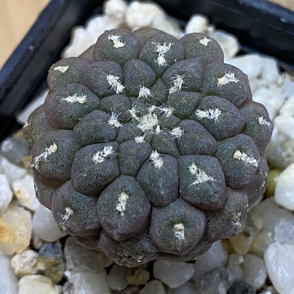 SH37714 Thelocephala napina