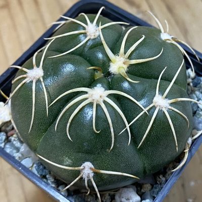 SH37716 Gymnocalycium denudatum ‘Kaiomaru’, seedling -Japan-