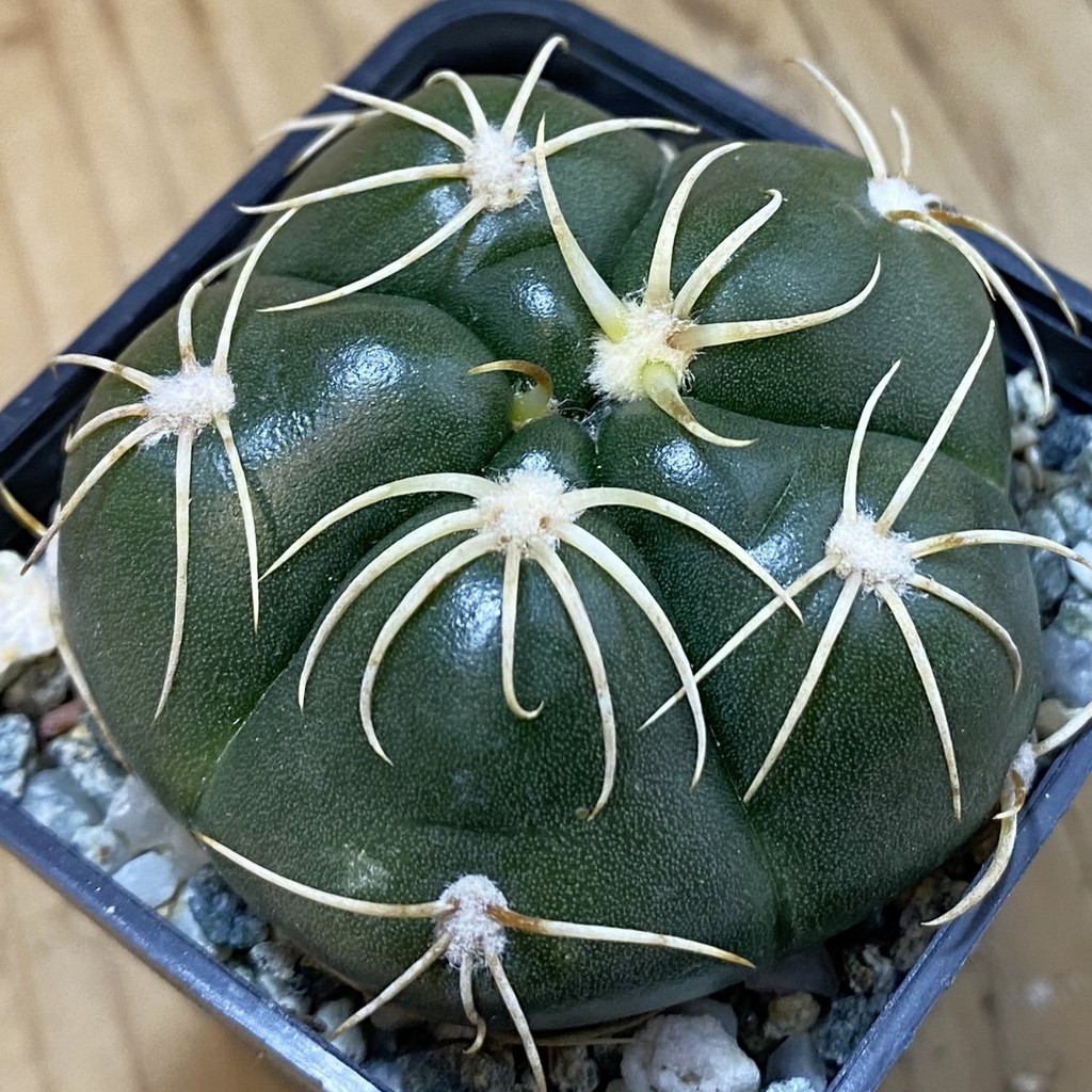SH37716 Gymnocalycium denudatum ‘Kaiomaru’, seedling -Japan-