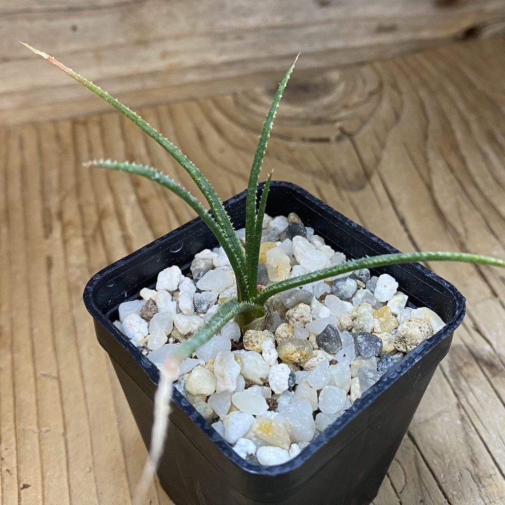 SH37651 Aloe pronkii, seedling - Image 2