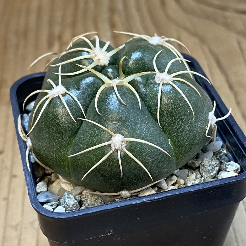 SH37716 Gymnocalycium denudatum ‘Kaiomaru’, seedling -Japan- - Image 2