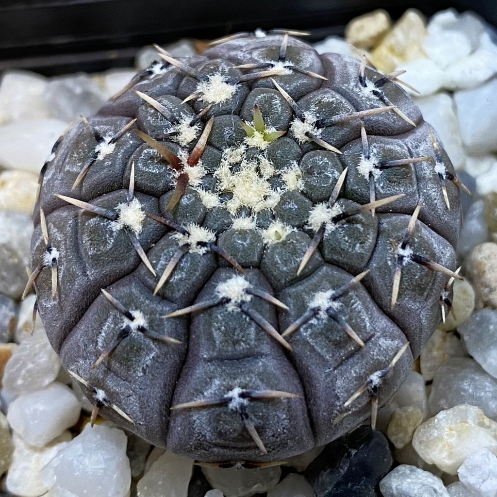 SH37718 Gymnocalycium basiatrum -Desiderio Tello-