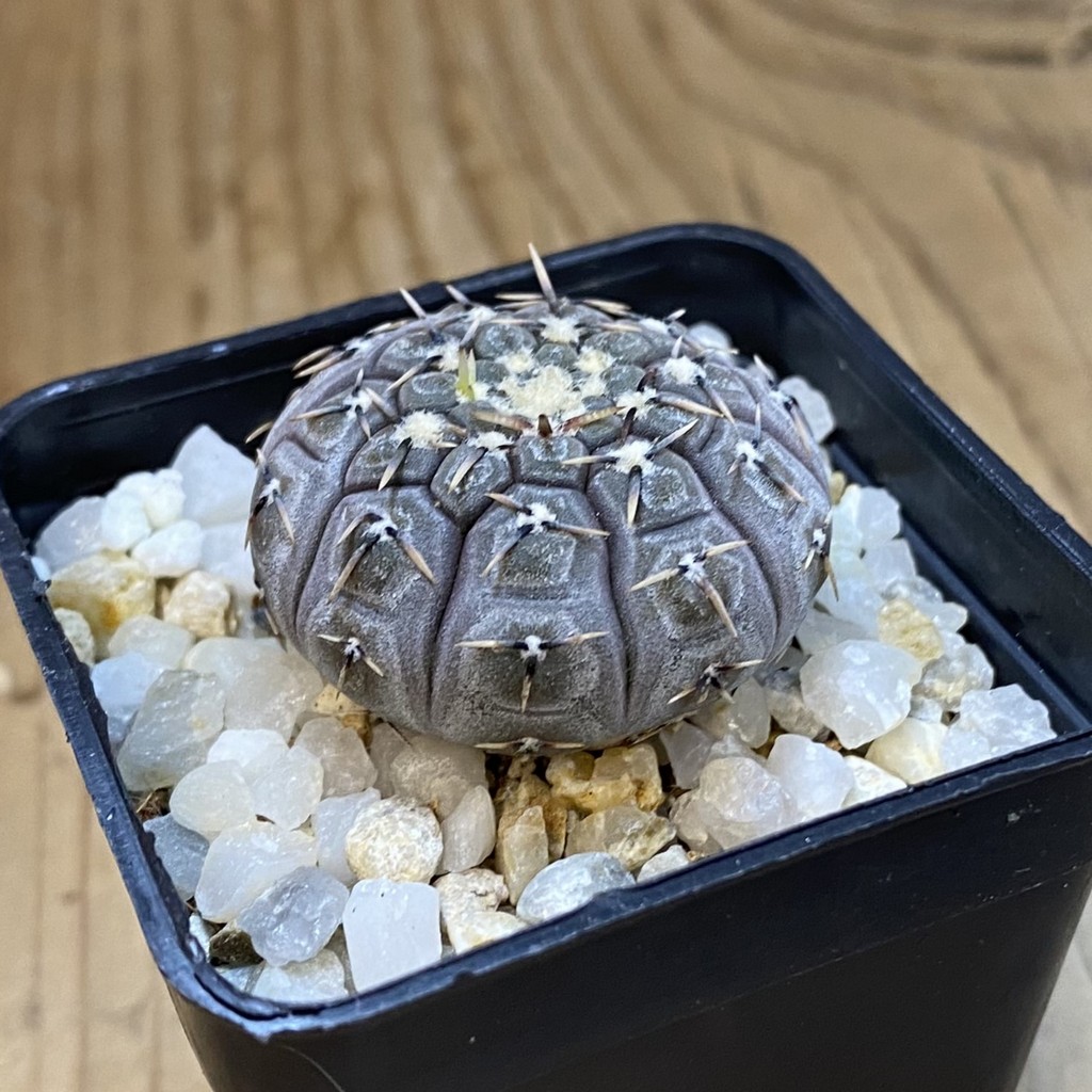 SH37718 Gymnocalycium basiatrum -Desiderio Tello- - Image 2