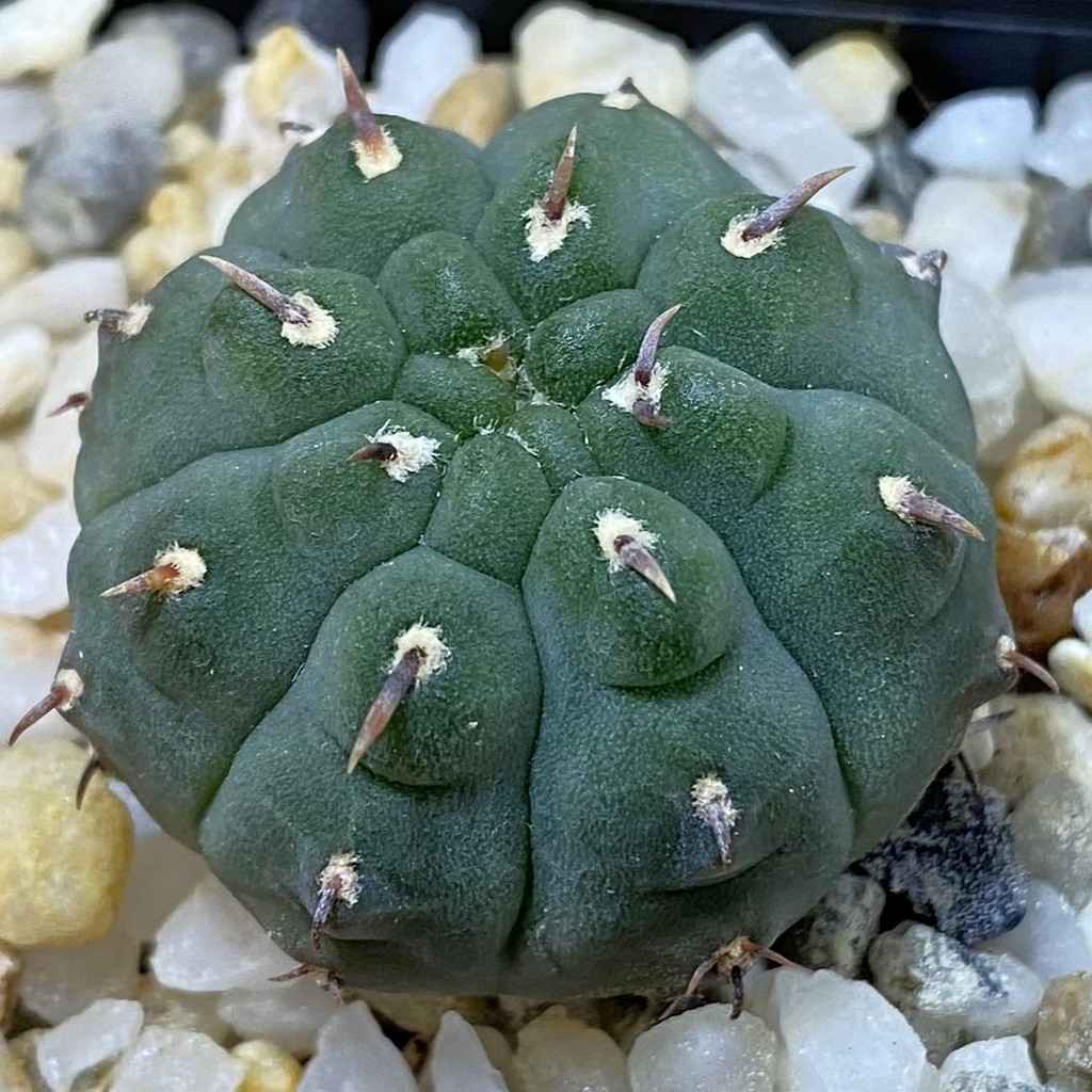 SH37719 Gymnocalycium vatteri v. unguispinum, selection