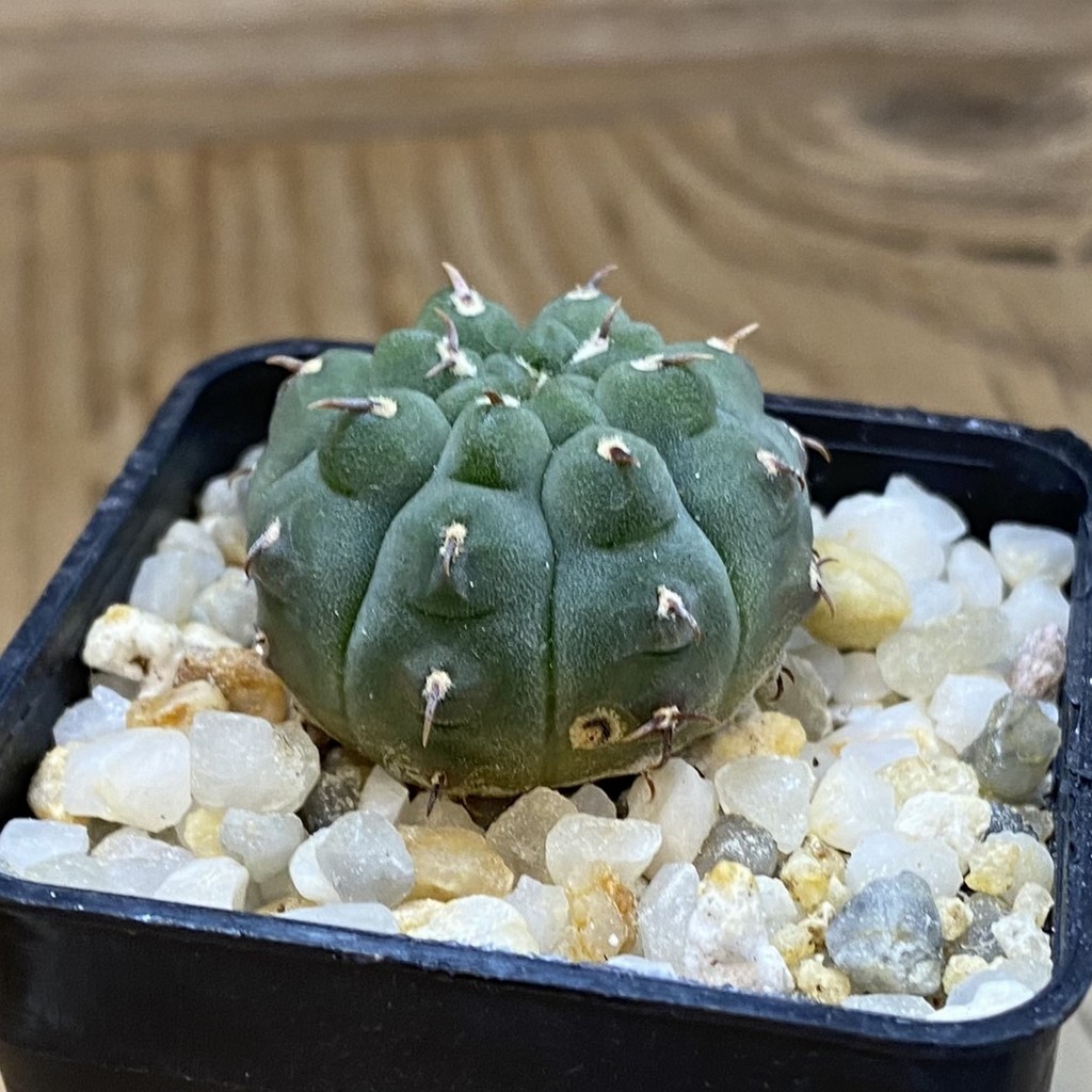 SH37719 Gymnocalycium vatteri v. unguispinum, selection - Image 2