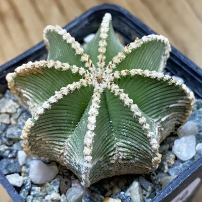 SH37720 Aztekium hintonii GCG 9763, seedling