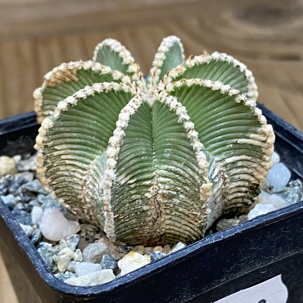 SH37720 Aztekium hintonii GCG 9763, seedling - Image 2