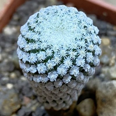 SH37721 Pelecyphora strobiliformis, 6 years old