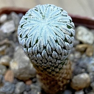 SH37722 Pelecyphora aselliformis