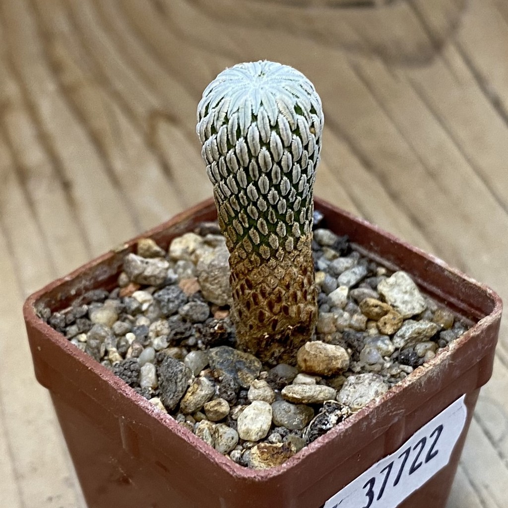 SH37722 Pelecyphora aselliformis - Image 2
