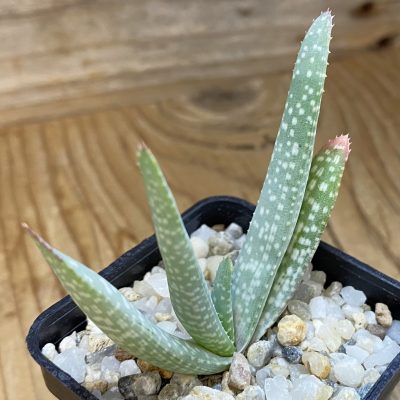 SH37652 Aloe pictifolia, seedling