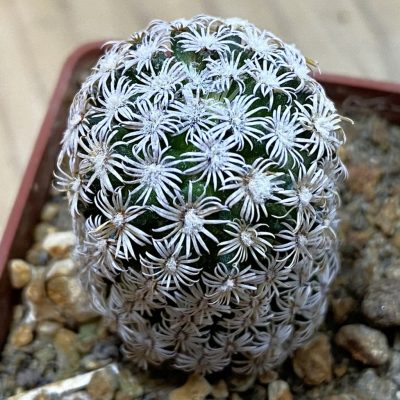 SH37723 Mammillaria hernandezii