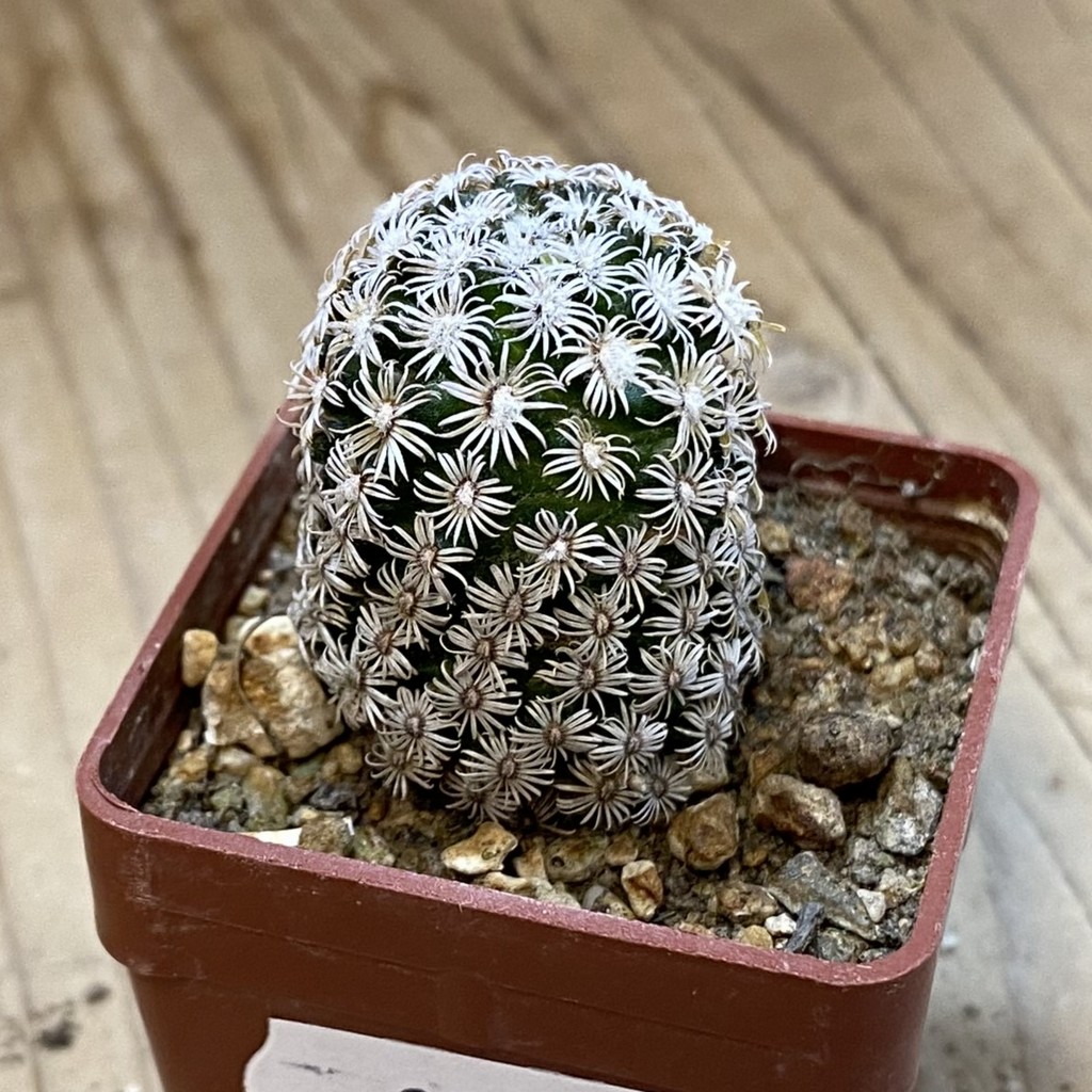SH37723 Mammillaria hernandezii - Image 2
