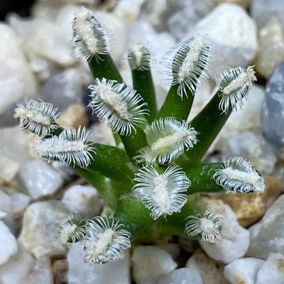 SH37724 Mammillaria bertholdii GCG 12161