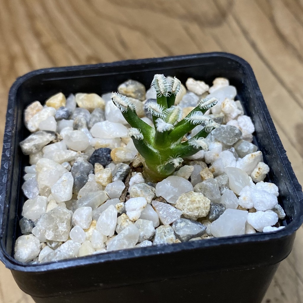 SH37724 Mammillaria bertholdii GCG 12161 - Image 2