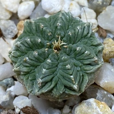SH37726 Aztekium ritteri VM 619, seedling