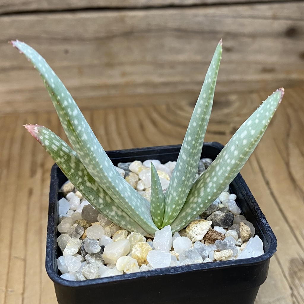 SH37652 Aloe pictifolia, seedling - Image 2