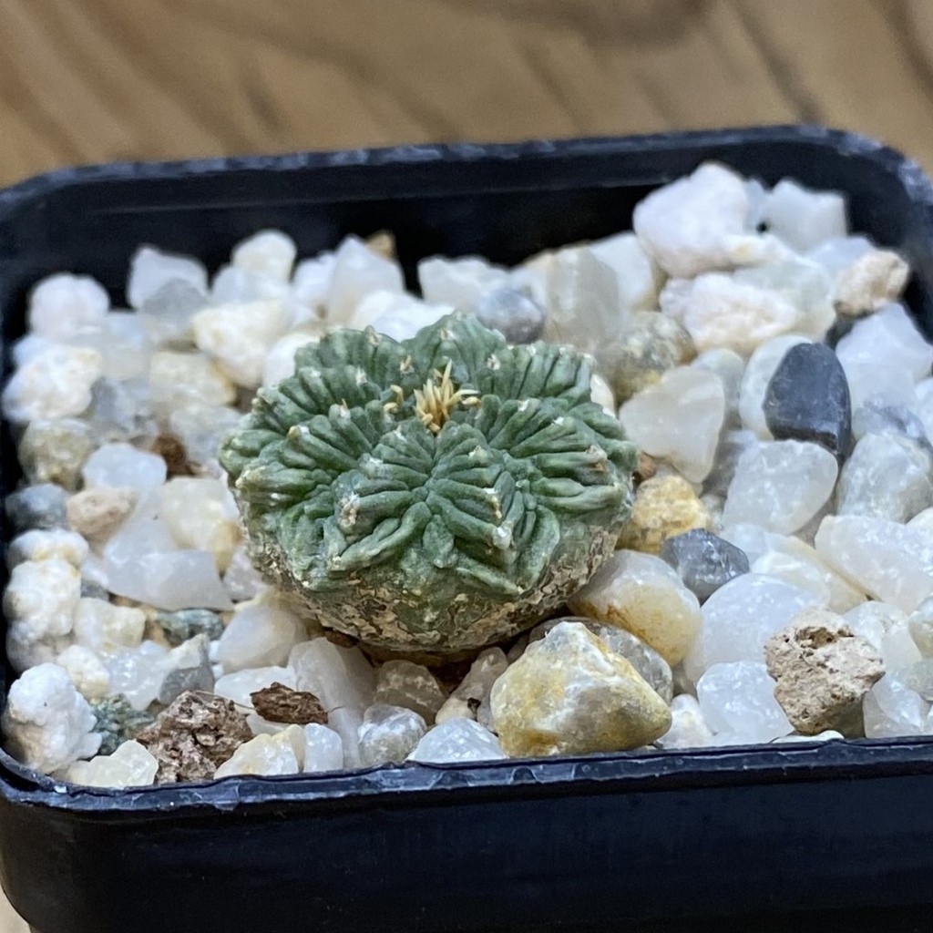 SH37726 Aztekium ritteri VM 619, seedling - Image 2