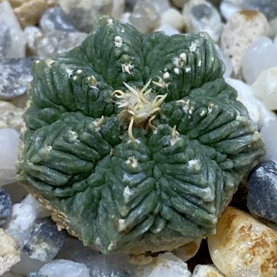 SH37727 Aztekium ritteri VM 619, seedling