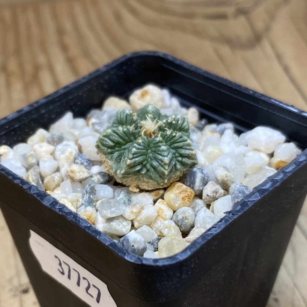 SH37727 Aztekium ritteri VM 619, seedling - Image 2