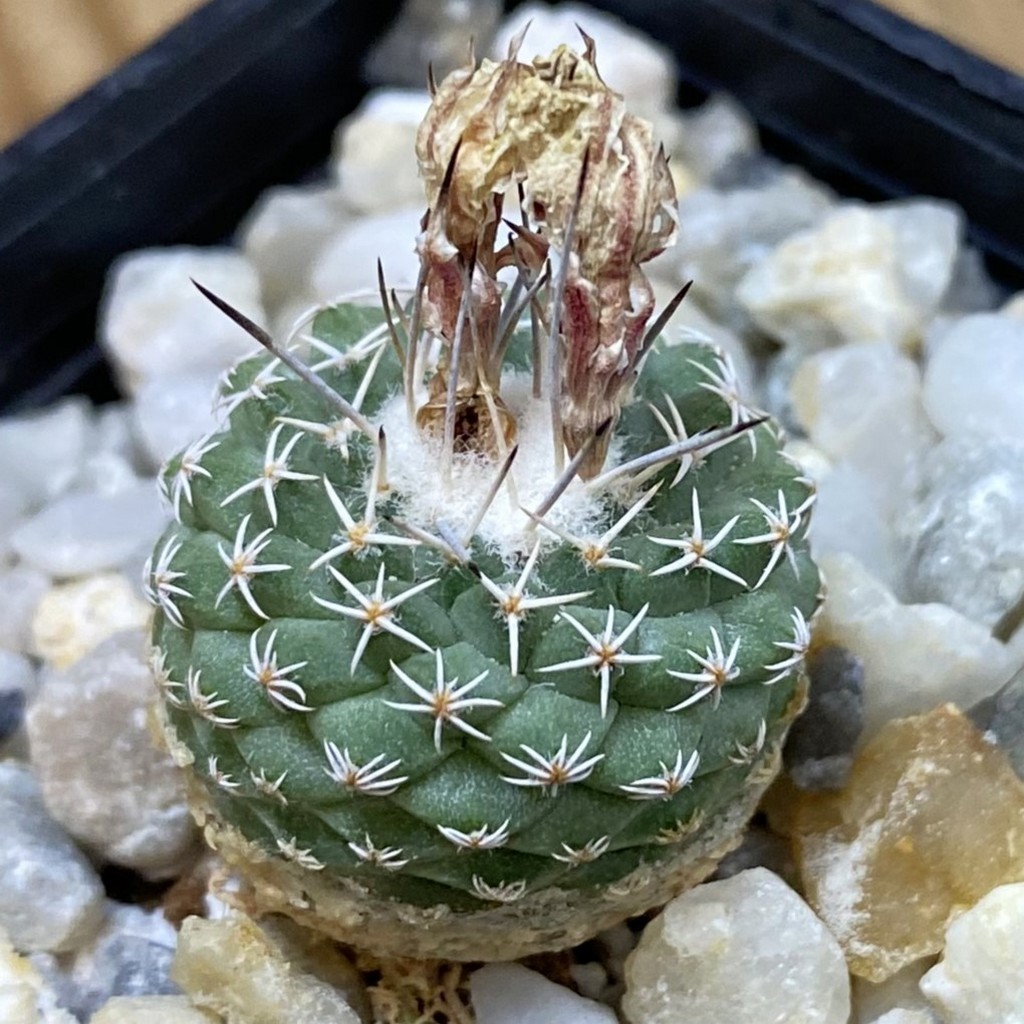 SH37729 Strombocactus pseudocorregidorae GCG 10947