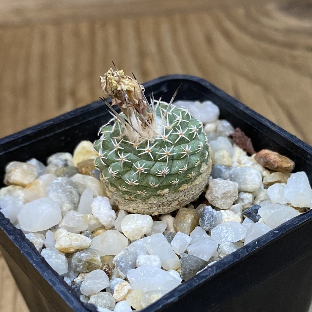 SH37729 Strombocactus pseudocorregidorae GCG 10947 - Image 2