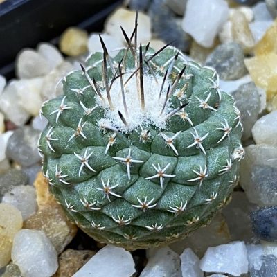 SH37730 Strombocactus pseudocorregidorae GCG 10947
