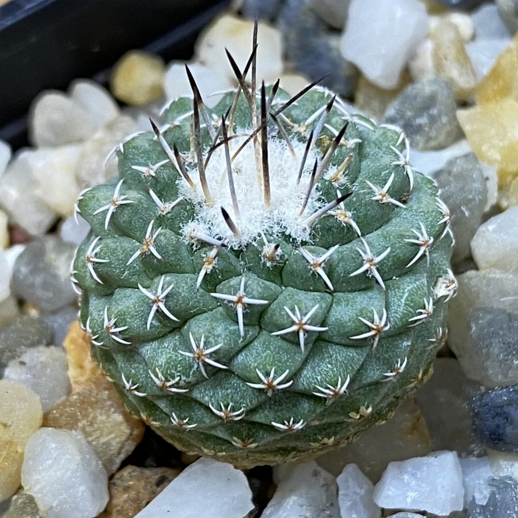 SH37730 Strombocactus pseudocorregidorae GCG 10947