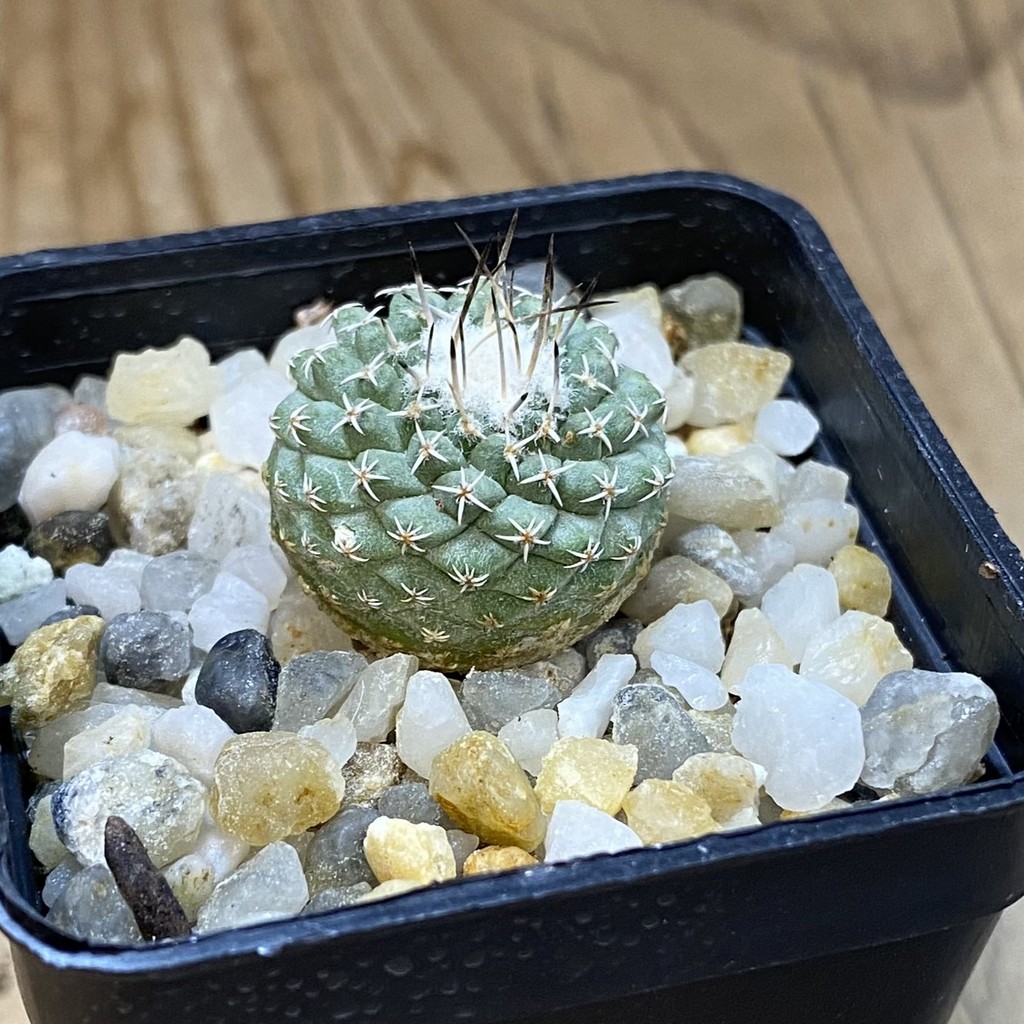 SH37730 Strombocactus pseudocorregidorae GCG 10947 - Image 2
