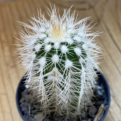 SH37734 Echinocereus baileyi v. albispinus (cold-resistant)