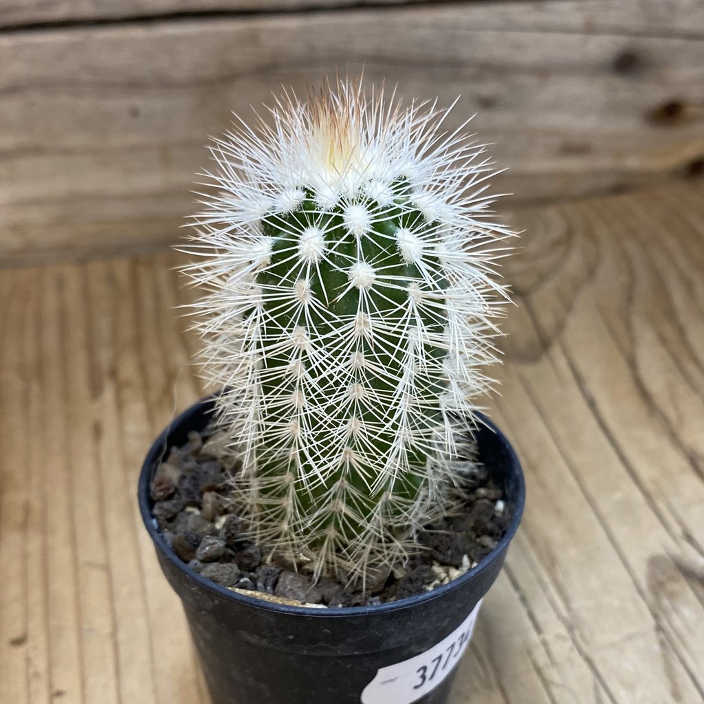 SH37734 Echinocereus baileyi v. albispinus (cold-resistant) - Image 2
