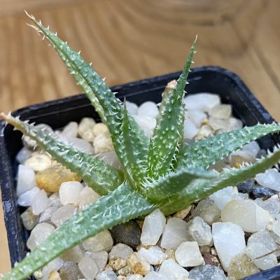 SH37653 Aloe parvula, seedling