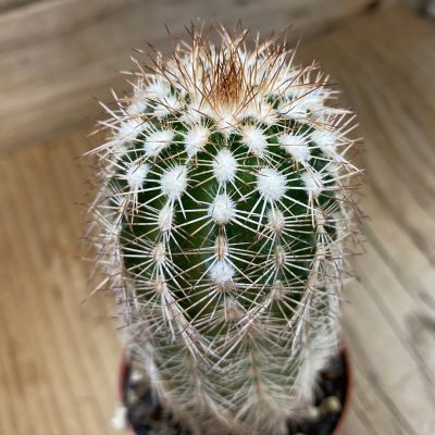 SH37735 Echinocereus purpureus (cold-resistant)