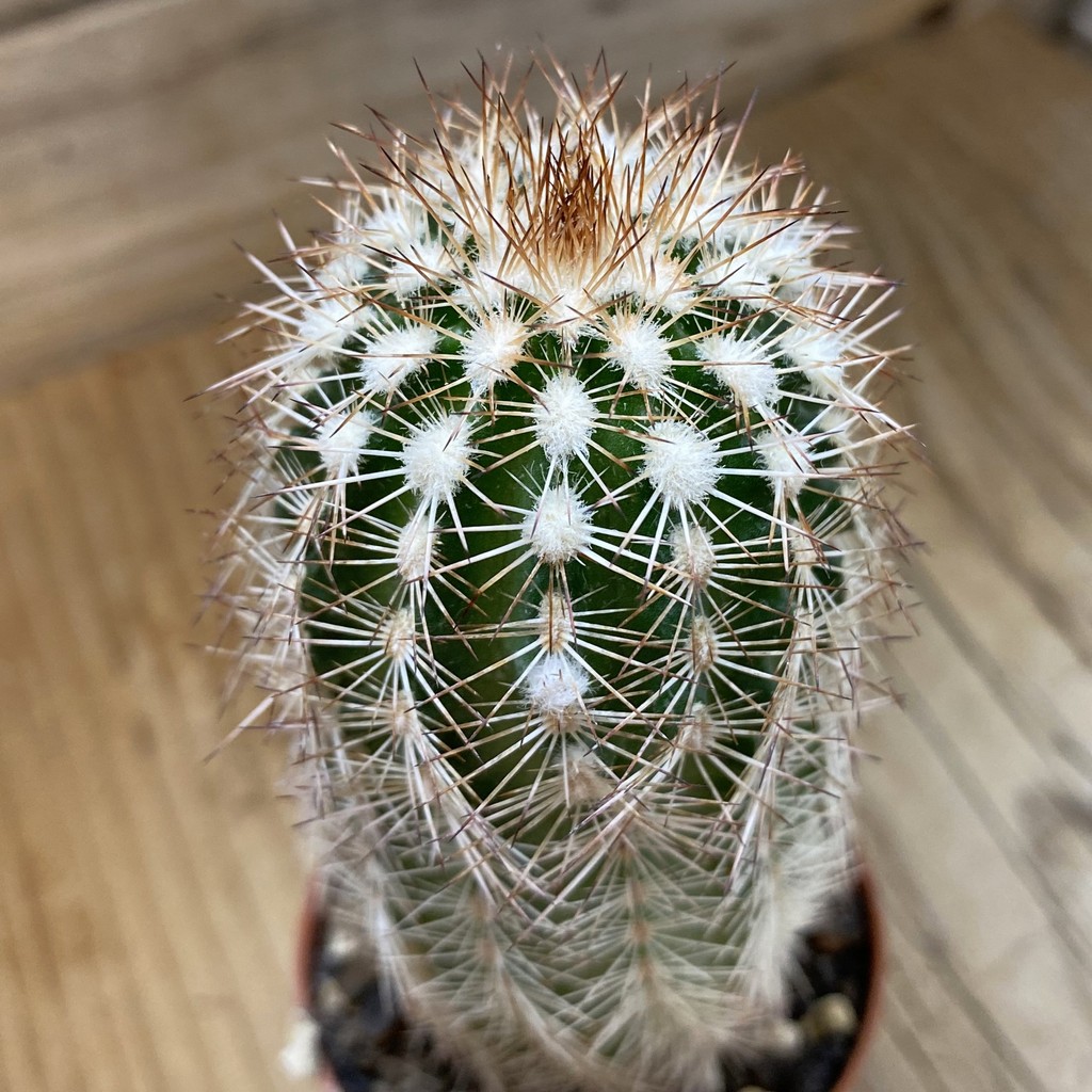 SH37735 Echinocereus purpureus (cold-resistant)