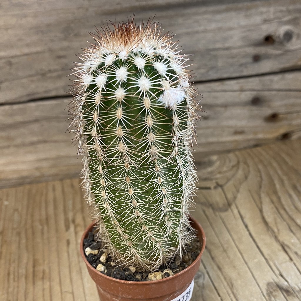 SH37735 Echinocereus purpureus (cold-resistant) - Image 2