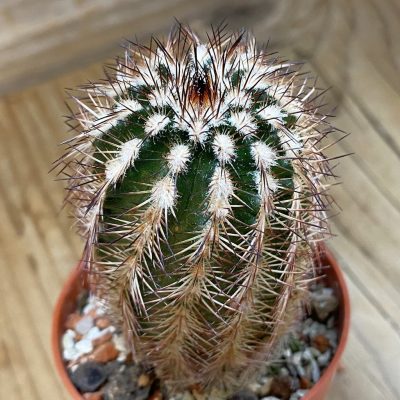SH37736 Echinocereus purpureus (cold-resistant)