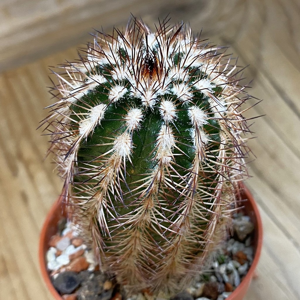 SH37736 Echinocereus purpureus (cold-resistant)