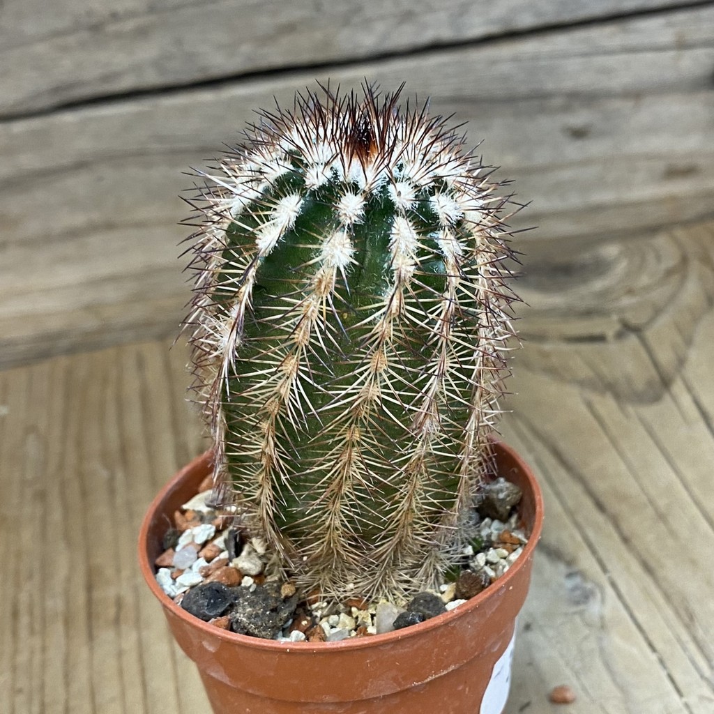 SH37736 Echinocereus purpureus (cold-resistant) - Image 2