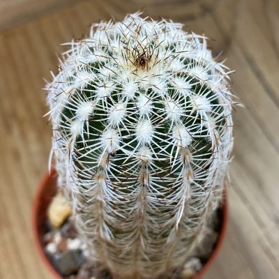 SH37737 Echinocereus reichenbachii SH (cold-resistant)