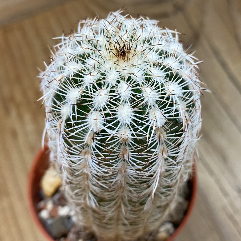 SH37737 Echinocereus reichenbachii SH (cold-resistant)